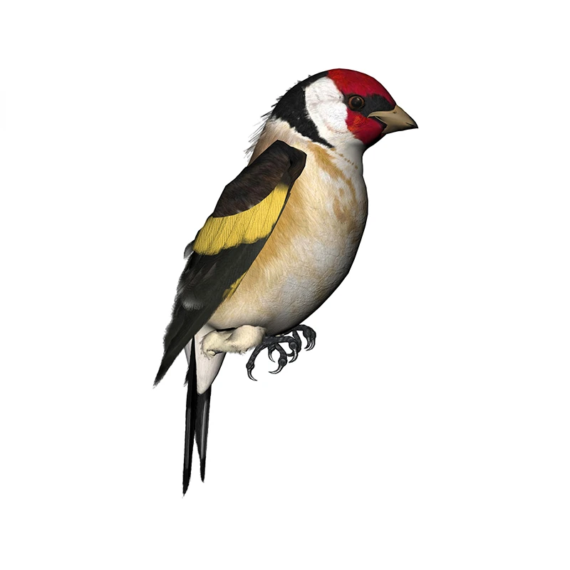Tinsel Finches araba çıkartmal - Car Accessories Nz incelemesi ve fiyatı